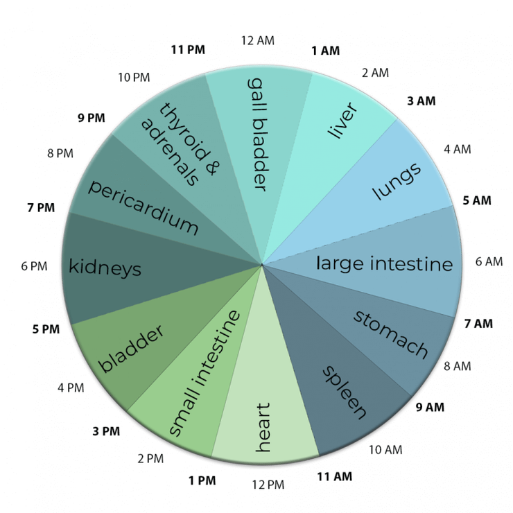 The image shows a graphic diagram of the traditional Chinese medicine clock representing different organs and time periods.