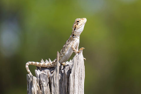 A small Bearded Dragon lizard sits on a fence post on a job site in central Queensland.