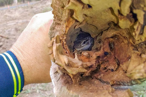 Small Freckled Monitor lizard inside a hollow log.