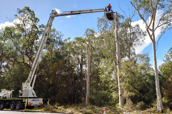 Workers using an Elevating Work Platform, or cherry picker, to inspect and lop tall trees.