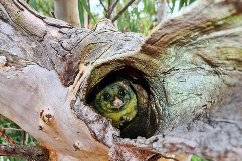 A Brushtail Possum peeps out from inside a hollow log.