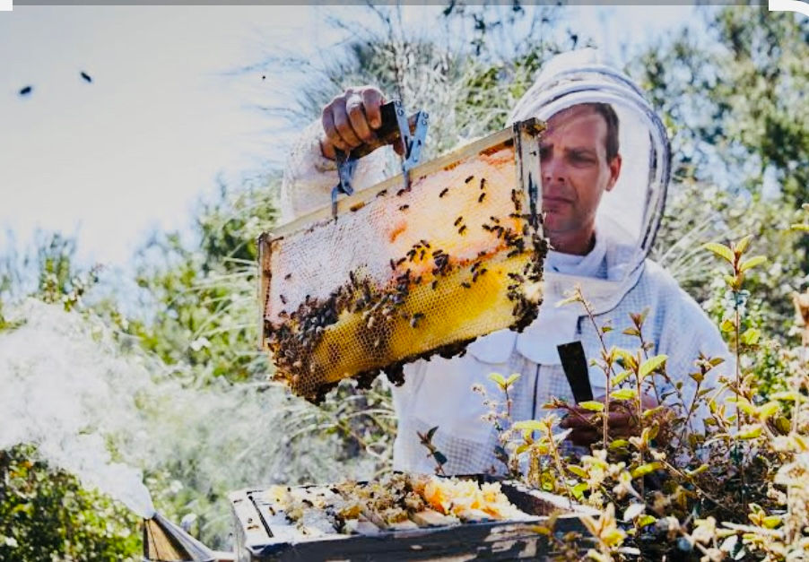 Simon Mulvany’s work highlights that protecting bees is about more than insects — it’s about safeguarding biodiversity, food security, and our health.