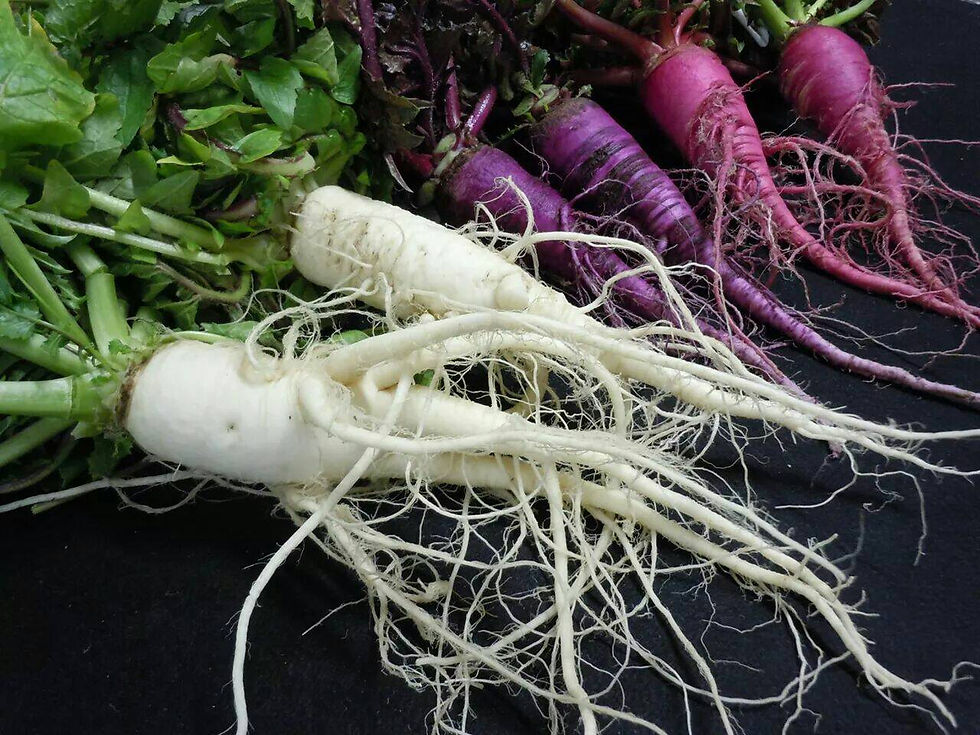 出�雲おろち大根