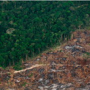 The Amazon is too big to fail. Brazil still can make it!