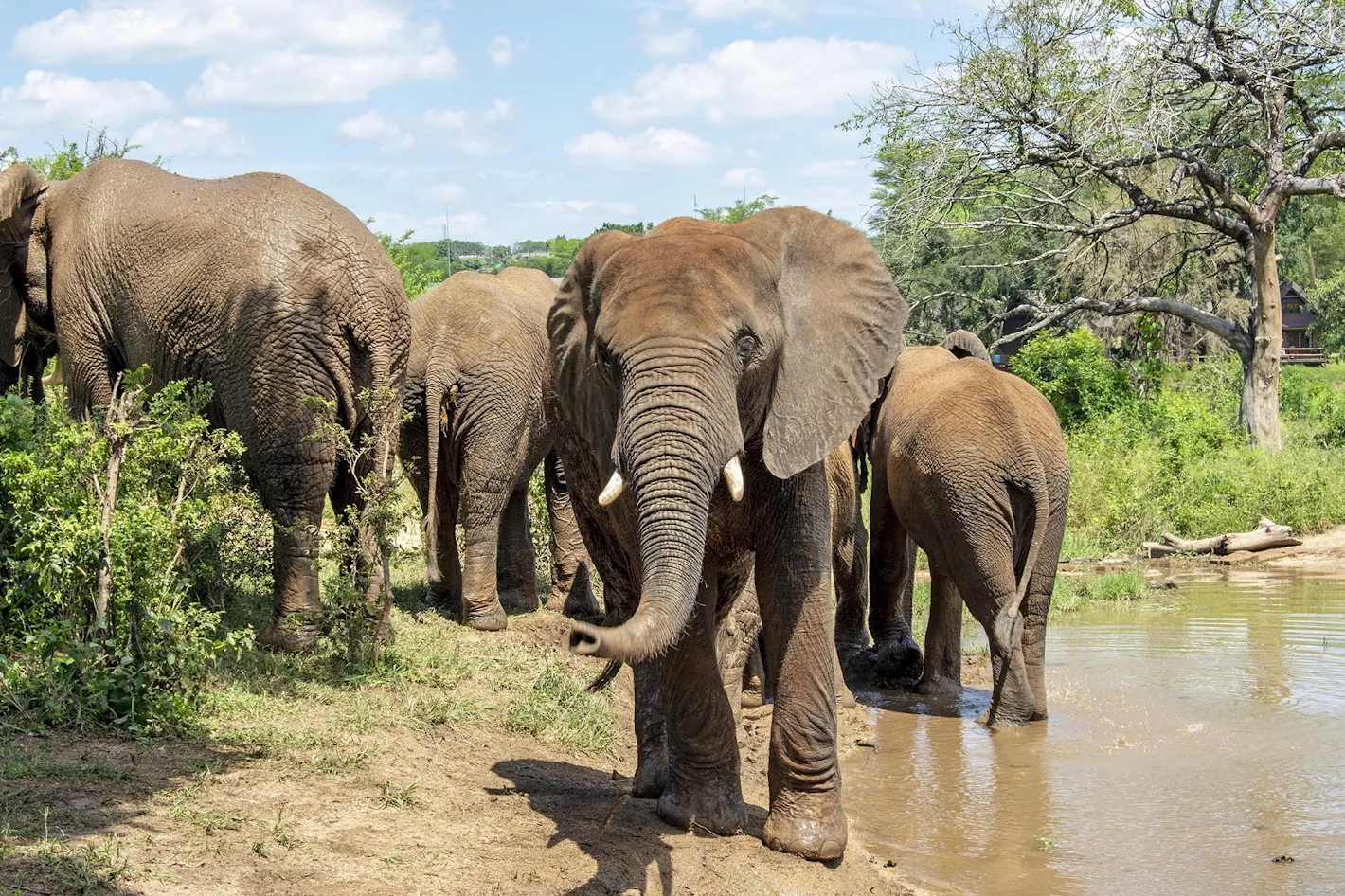 elefante1.webp