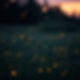 fireflies glowing at dusk in a beautiful field.jpg