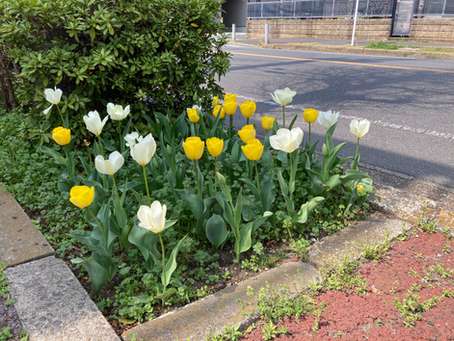🌼新しい年度になりました🌼