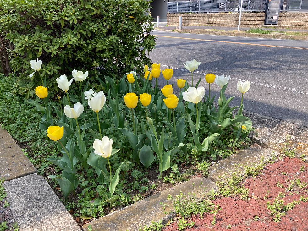 🌼新しい年度になりました🌼
