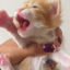 Foto del escritor: Uriel Elijah Vigeé Lebrum