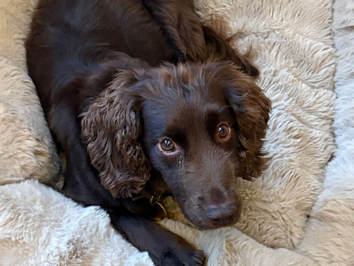 More gentle donkey energy than the fire horse dynamic this year.