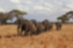 Tanzania-Line-of-ElephantsUNADJUSTEDNONRAW_thumb_454d.jpg