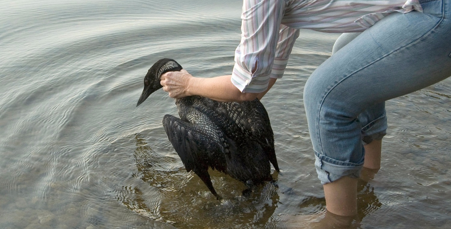 Help Save Maryland Wildlife Donate Now