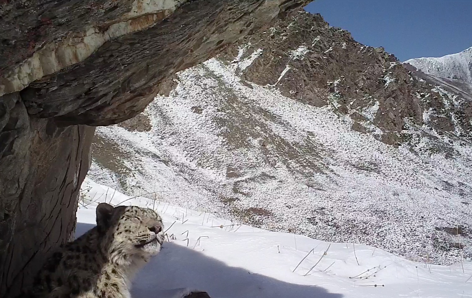 ririka様 ユキヒョウ 全長214cm 国際希少野生動植物種登録票 ABOUT SNOW LEOPARD