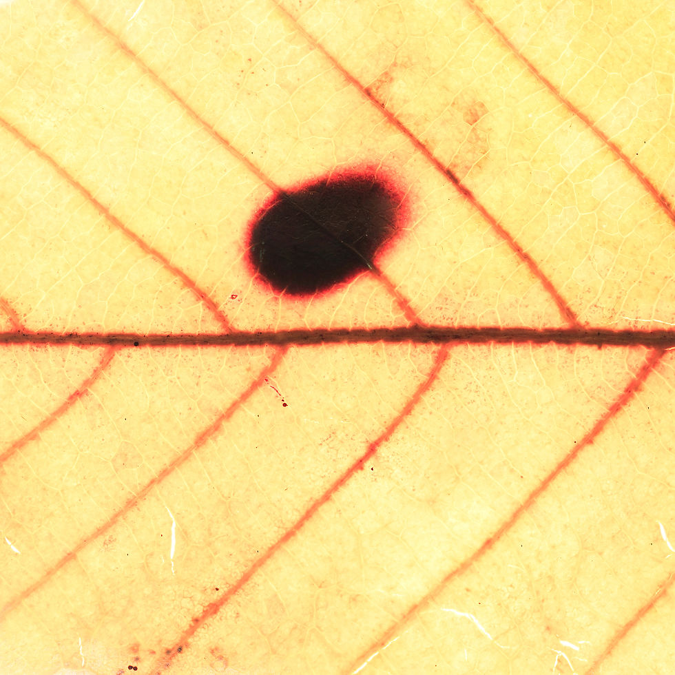 The Sun's selfie 0001