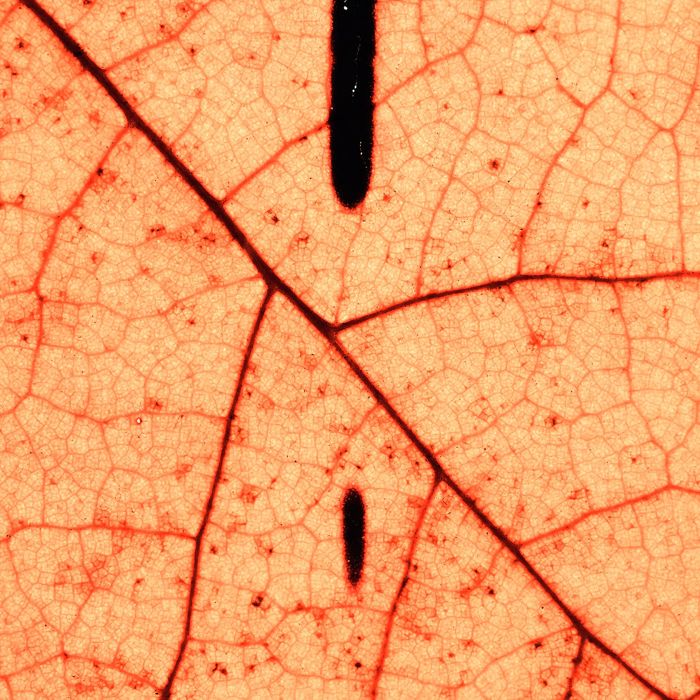 The Sun's selfie 0013