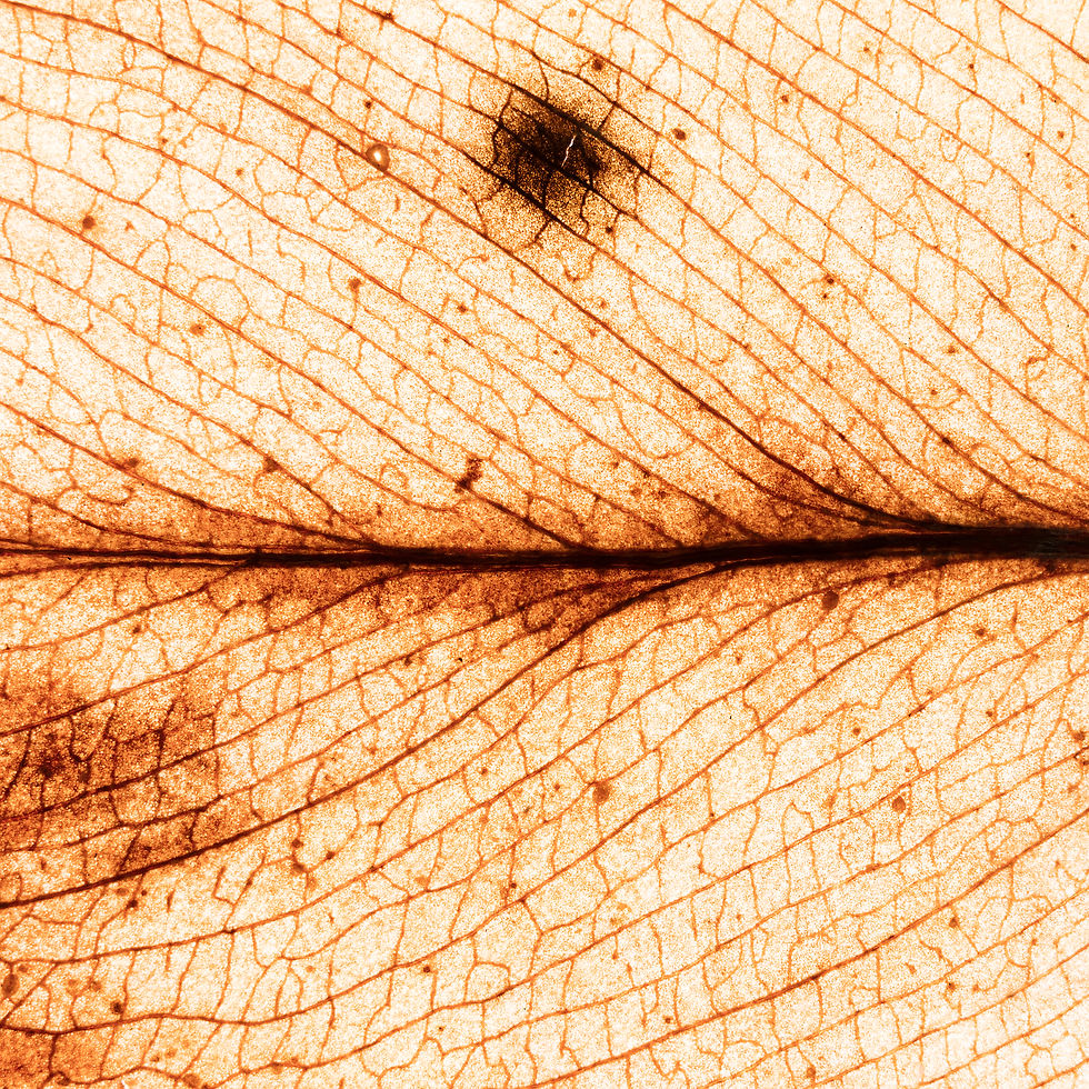 The Sun's selfie 0011
