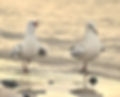 seagulls chatting on beach walk.jpg