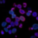 national-cancer-institute-L7en7Lb-Ovc-unsplash.jpg