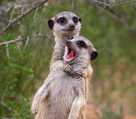 meerkat-c5338ef2def39f783b720b0a0fe06ee0890488c2.jpg