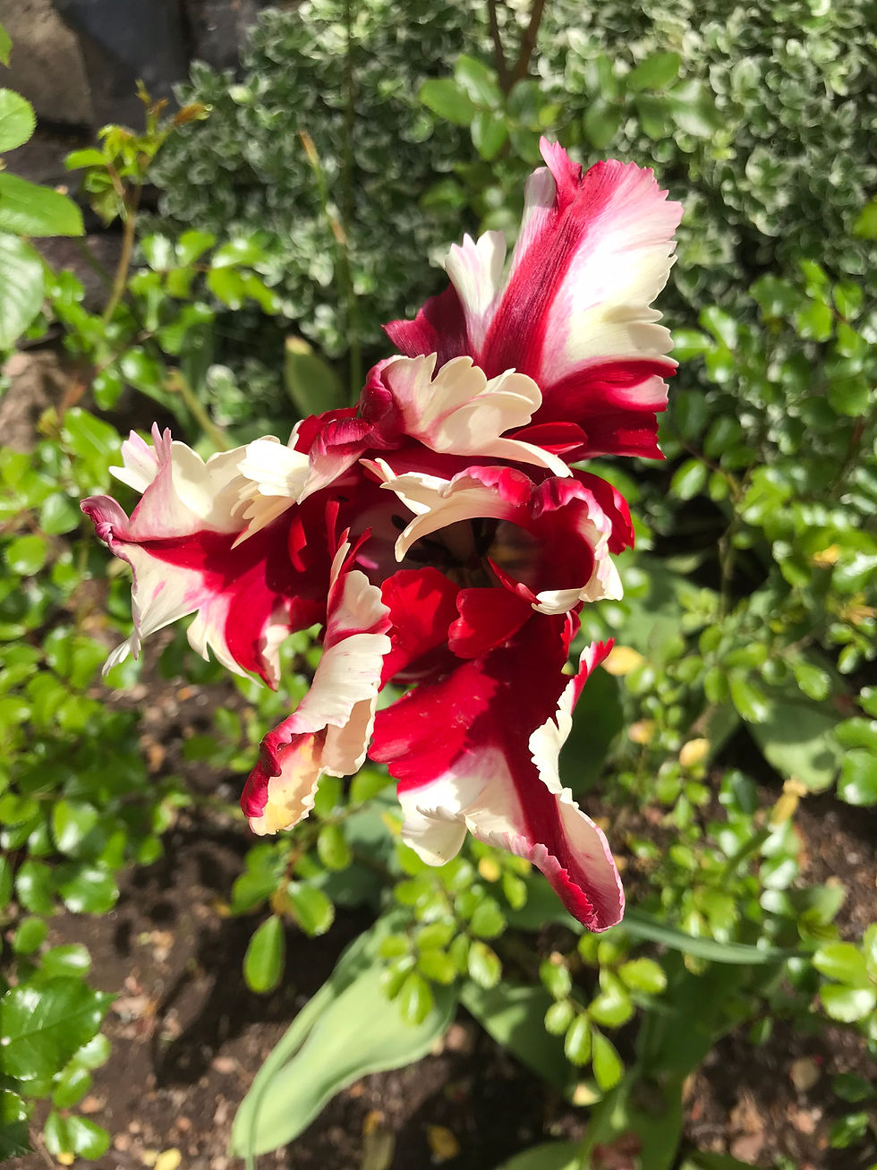 Tulip border