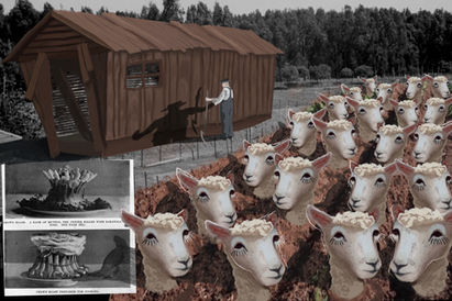Animal Farming (Sheep)