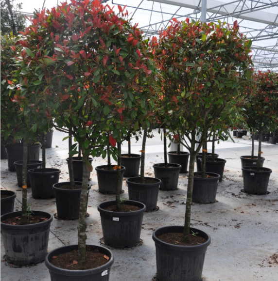 Miniature : Photinia 1/2 tige Vert Ambiance