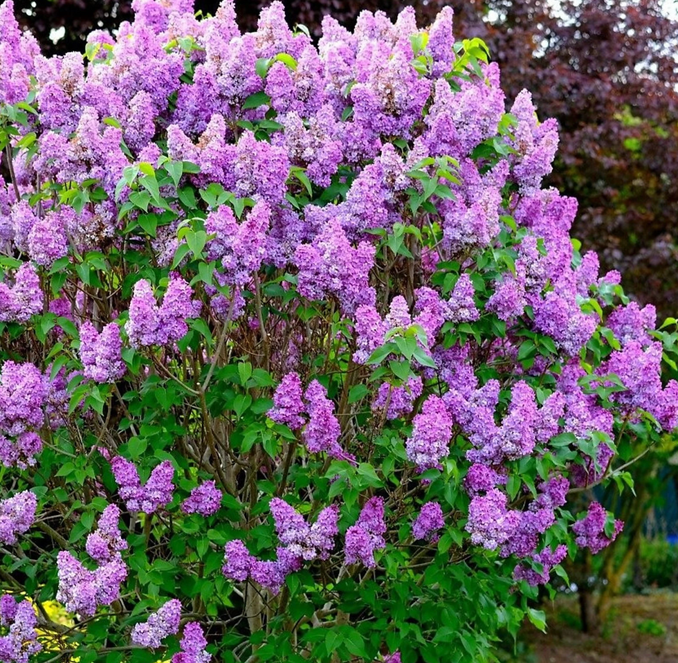 Lilas Vert Ambiance
