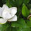Miniature : Magnolia grandiflora Alta