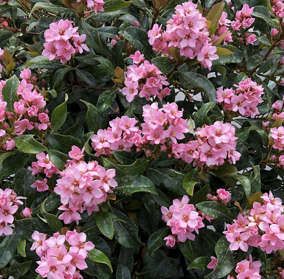 Miniature : rhaphiolepis Vert Ambiance