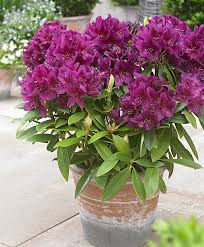 Rhododendron Vert Ambiance
