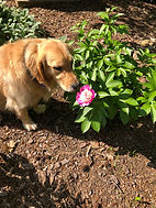 Hope enjoying the first peony of 2019!