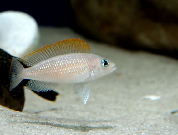 caudopunctatus.jpg