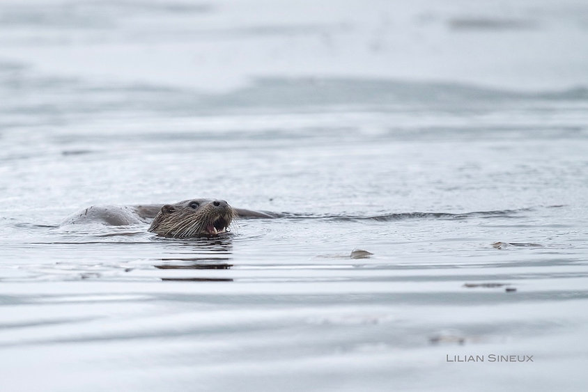 loutre