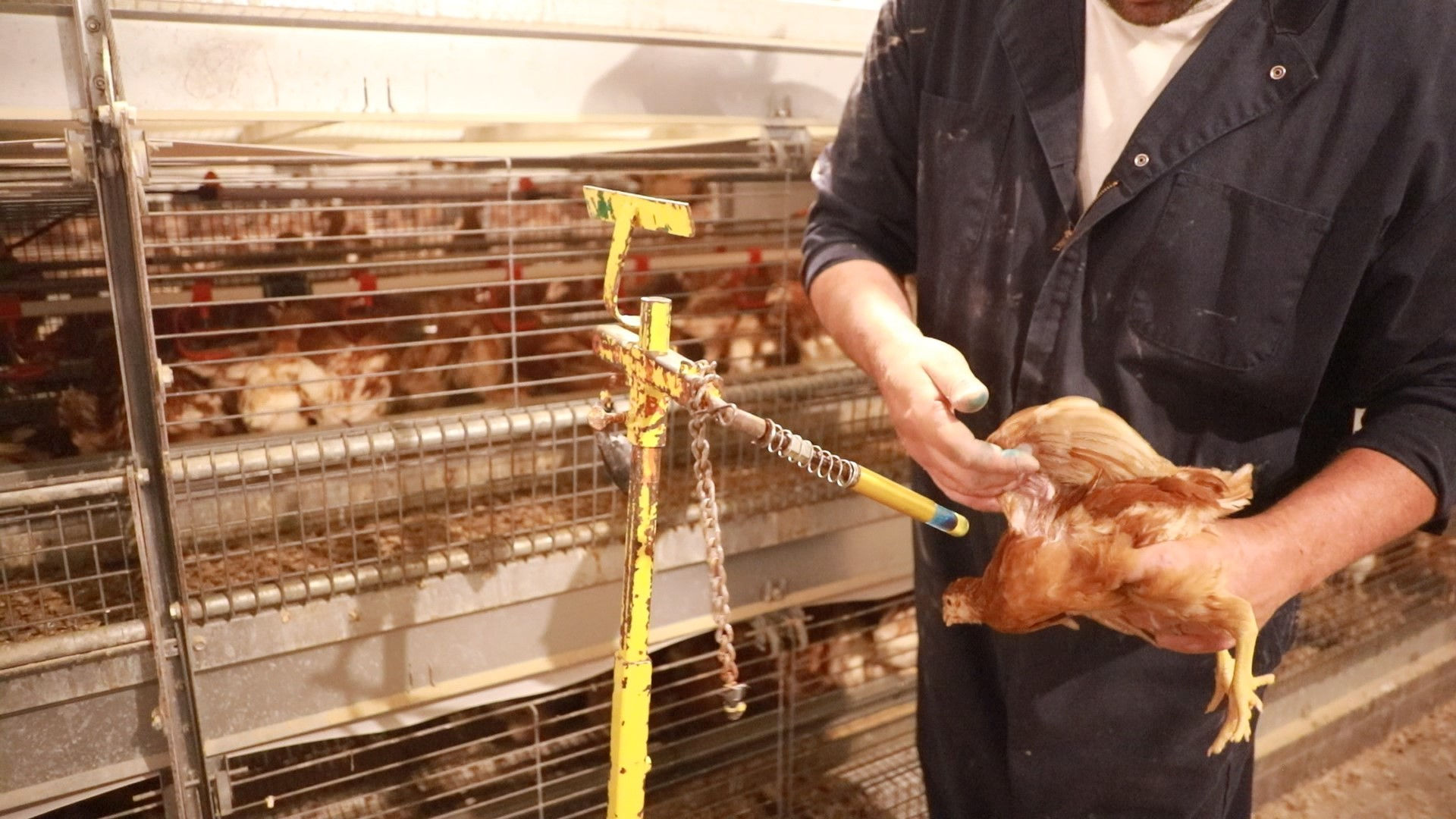 Wing web vaccination