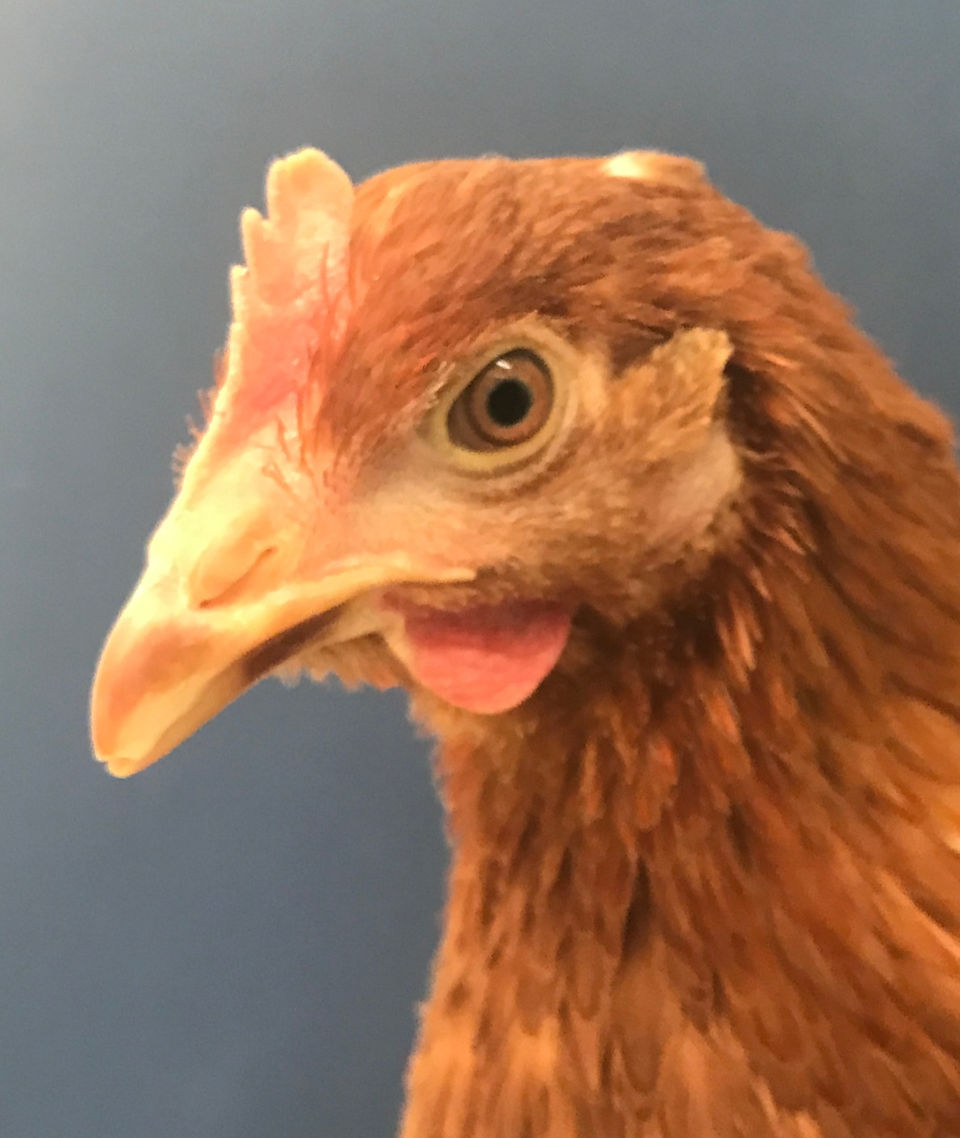 Young hen with IR treated beak