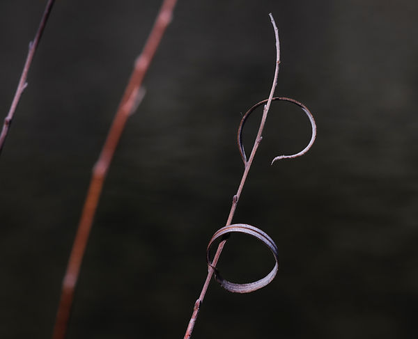 red willow.jpeg