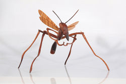 Wooden Insect Sculpture [ Wasp ]