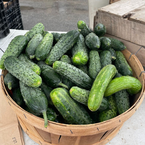 medford farmer's market local produce cucumbers