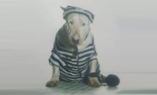 Robbers Dog