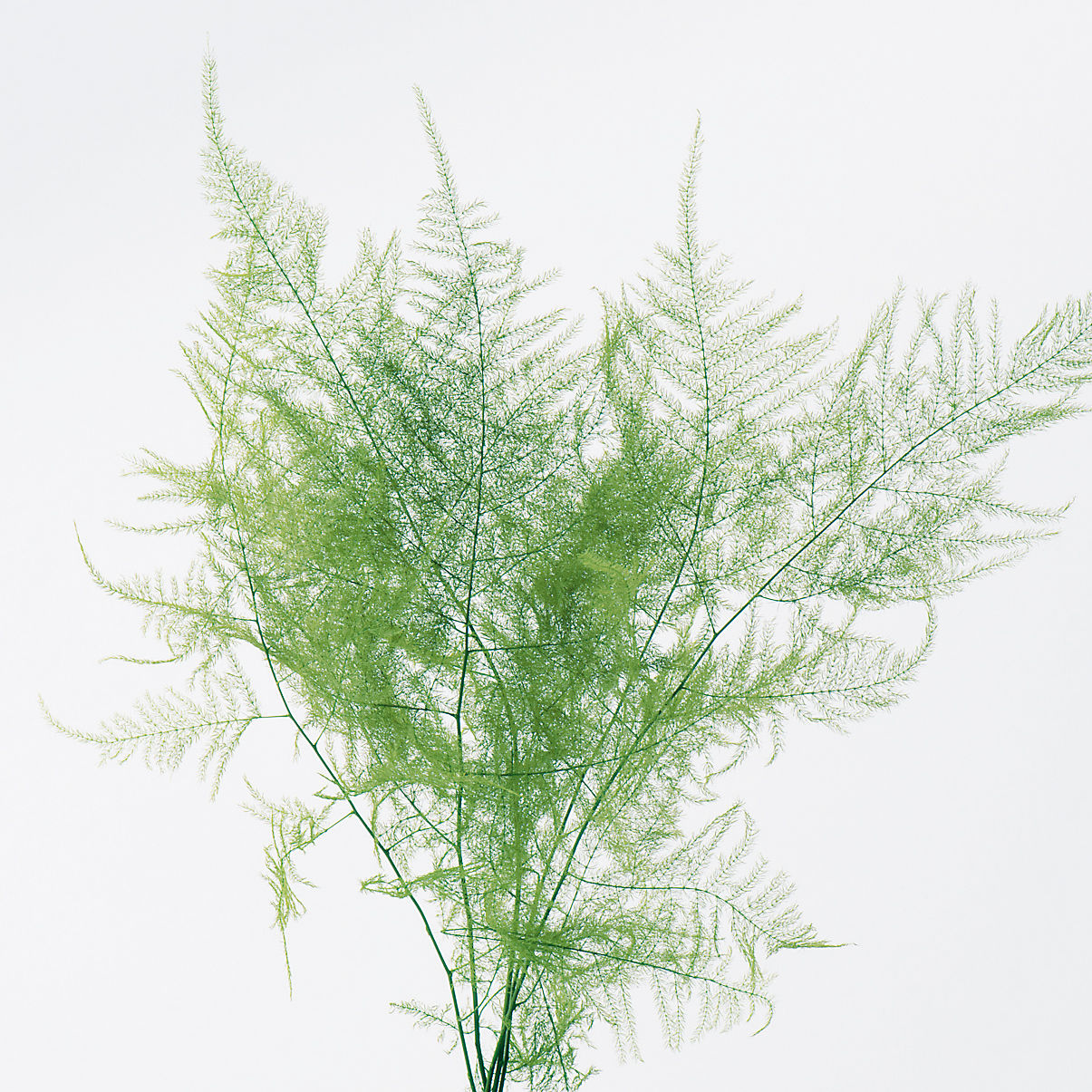 OHC-02110-700 Asuparagus Short - Green