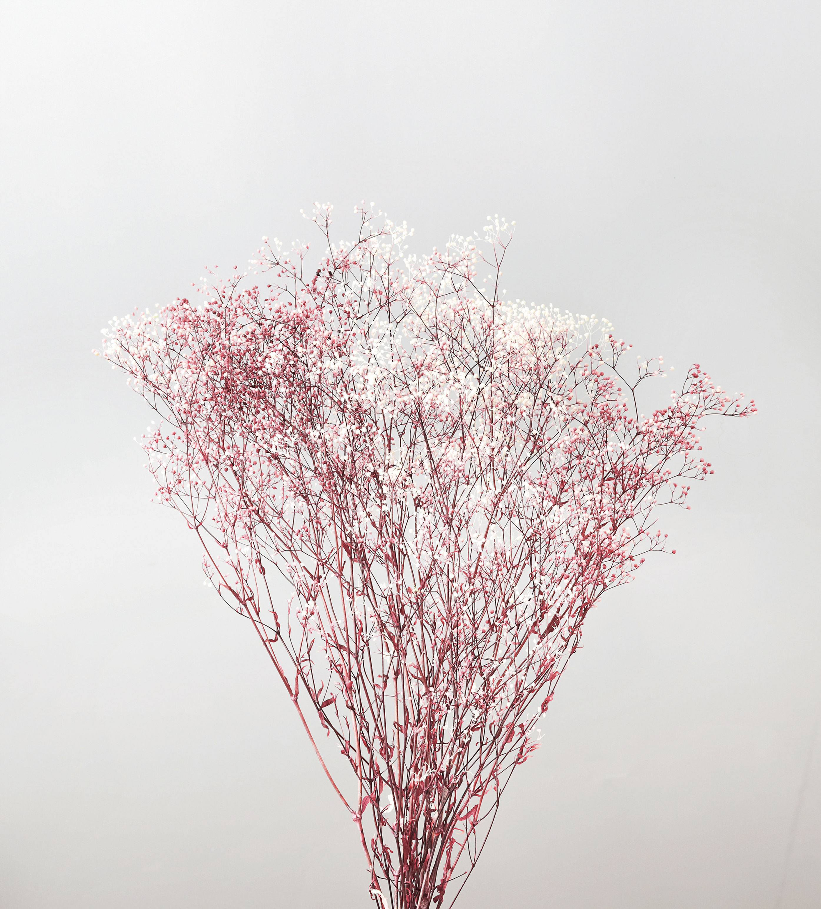 OHC-00015-012 Mini Baby's Breath Flower Veil - White/Rose