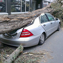 Natural Disaster- Fallen Trees.jpg
