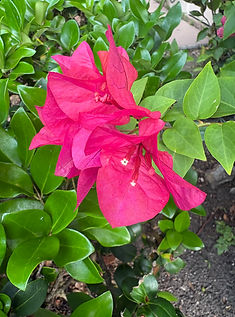 Pink tropical flowers.
