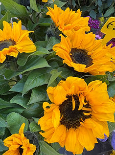 Three sunflowers.