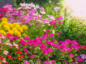 The Beauty of Perennials: Top 30 Must-Have Flowers for your Garden