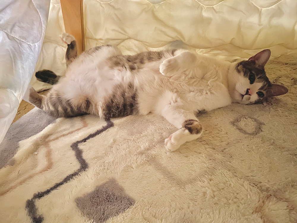 コタツ猫 シルバ君