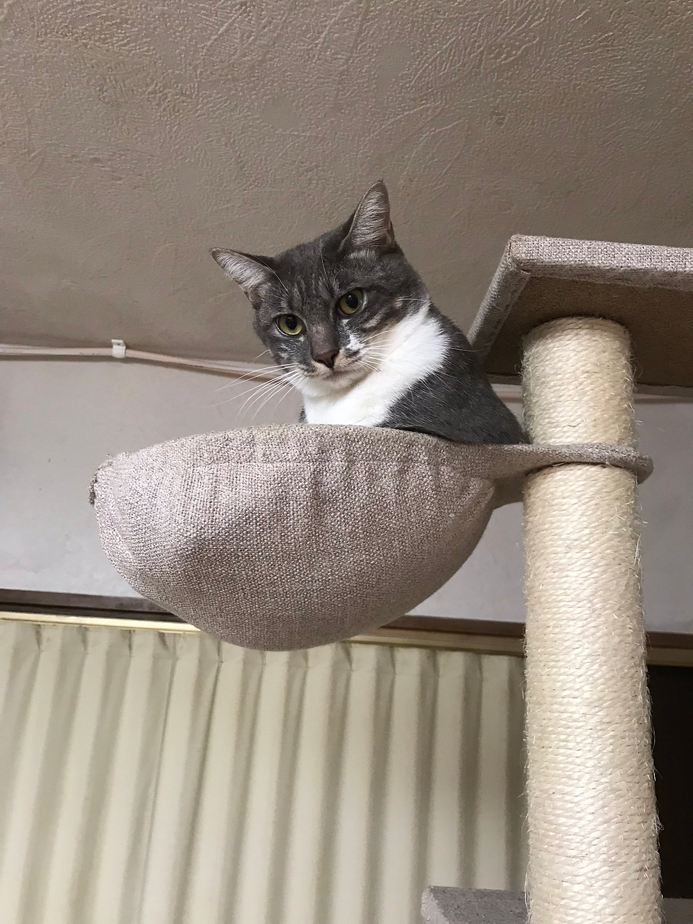 今のサンゴ