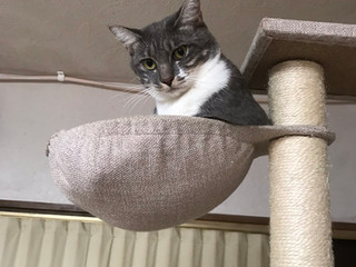 月に乗る猫ピアス