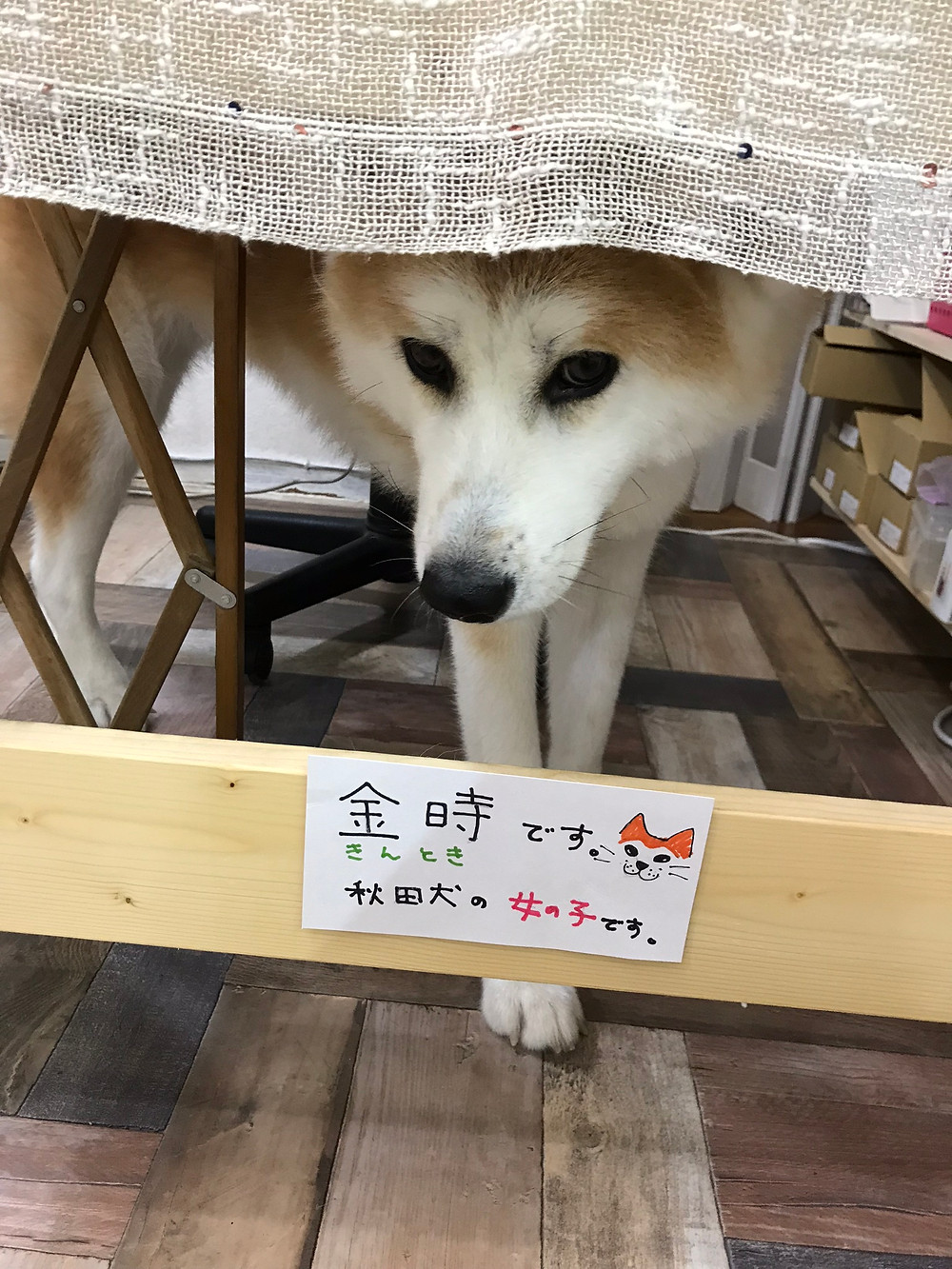 Gallery ci-pu看板娘の金時