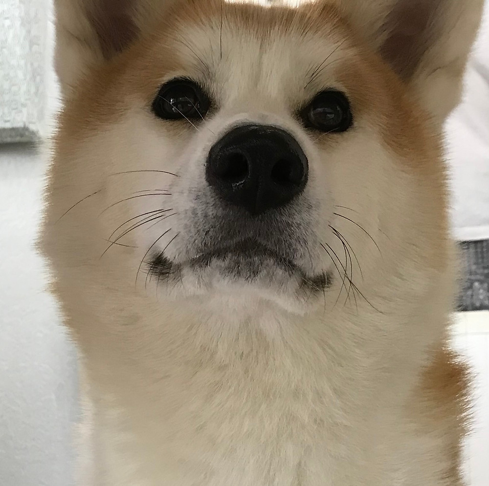 秋田犬